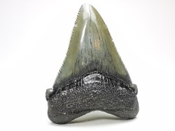 shark teeth: Carcharodon megalodon - Miocene (USA)