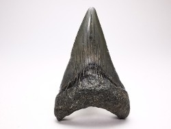 shark teeth: Carcharodon megalodon - Miocene (USA)