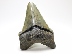 shark teeth: Carcharodon megalodon - Miocene (USA)