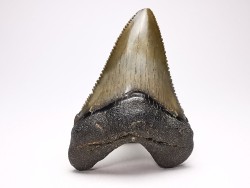 shark teeth: Carcharodon megalodon - Miocene (USA)