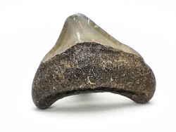 shark teeth: Carcharodon megalodon - Miocene (USA)