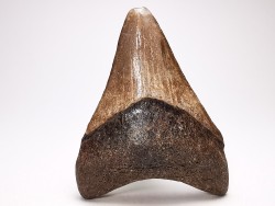 Dent de requin: Carcharodon megalodon, Miocène (USA)