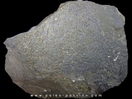 GRAPTOLITES  Silurien -2