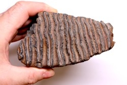 DENT DE MAMMOUTH:  Mammuthus primigenius - Pléistocène   Mer du Nord