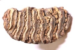 DENT DE MAMMOUTH:  Mammuthus primigenius - Pléistocène   Mer du Nord