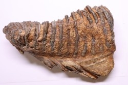 MAMMOTH TOOTH:  Mammuthus primigenius -  Pléistocène - North sea
