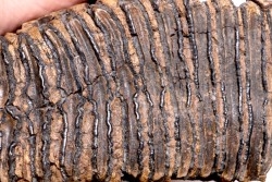 MAMMOTH TOOTH:  Mammuthus primigenius -  Pléistocène - North sea