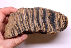 DENT DE MAMMOUTH:  Mammuthus primigenius - Pléistocène   Mer du Nord