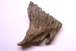 DENT DE MAMMOUTH:  Mammuthus primigenius - Pléistocène   Mer du Nord