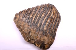MAMMOTH TOOTH:  Mammuthus primigenius -  Pléistocène - North sea