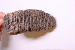 MAMMOTH TOOTH:  Mammuthus primigenius -  Pléistocène - North sea