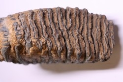 DENT DE MAMMOUTH:  Mammuthus primigenius - Pléistocène   Mer du Nord