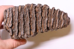 MAMMOTH TOOTH:  Mammuthus primigenius -  Pléistocène - North sea