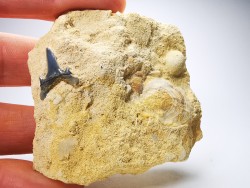 Dent de requin : Carcharias gracilis, Crétacé Supérieur,  Eben-Emael, Belgique