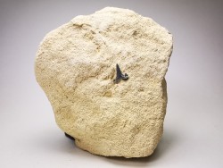 Dent de requin : Carcharias gracilis, Crétacé Supérieur,  Eben-Emael, Belgique