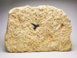 Shark tooth: Carcharias gracilis, Late Cretaceous,  Eben-Emael, Belgium