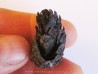 PINUS sp. (1) PINUS sp. (1)