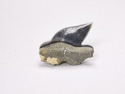 Dent de requin : Pseudocorax laevis, Crétacé Supérieur,  Eben-Emael, Belgique