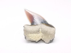 Shark tooth: Pseudocorax laevis, Late Cretaceous,  Eben-Emael, Belgium