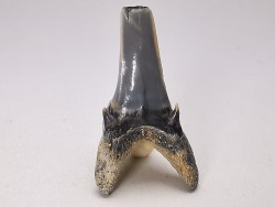 Shark tooth: Palaeohypotodus bronni, Late Cretaceous,  Eben-Emael, Belgium