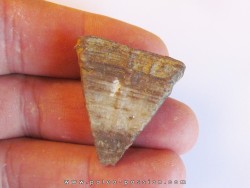 calceola sandalina (2)