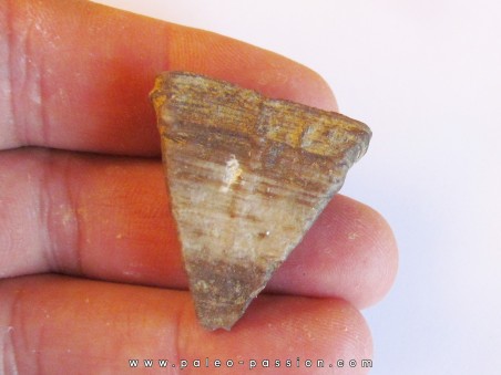 calceola sandalina (2)