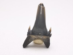 Shark tooth: Palaeohypotodus bronni, Late Cretaceous,  Eben-Emael, Belgium