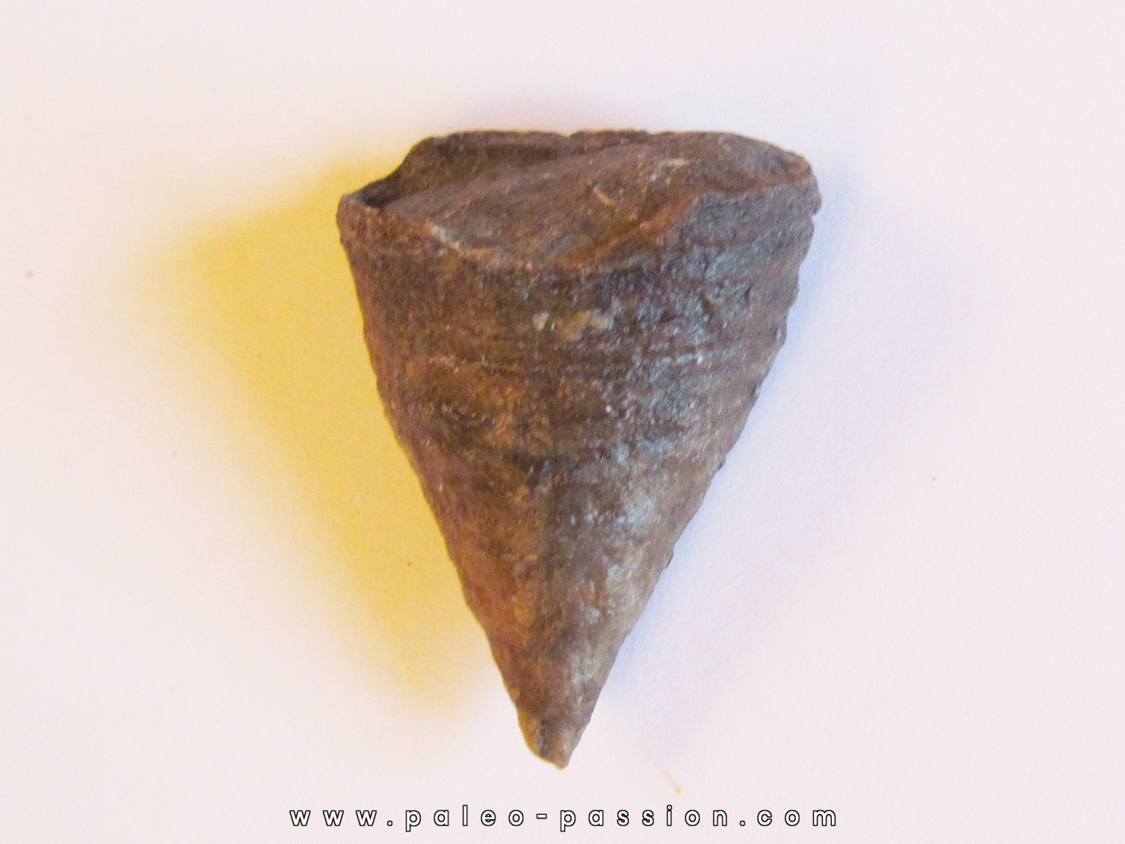 calceola sandalina (3) calceola sandalina (3)