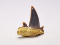 Shark tooth: Seratolamna serrata, Late Cretaceous,  Canal Albert, Belgium
