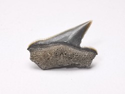 Shark tooth: Pseudocorax affinis, Late Cretaceous,  Eben-Emael, Belgium
