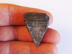 calceola sandalina (3)