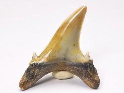 Dent de requin : Hypotodus verticalis, Eocene, Balegem, Belgique