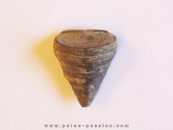 calceola sandalina(4)