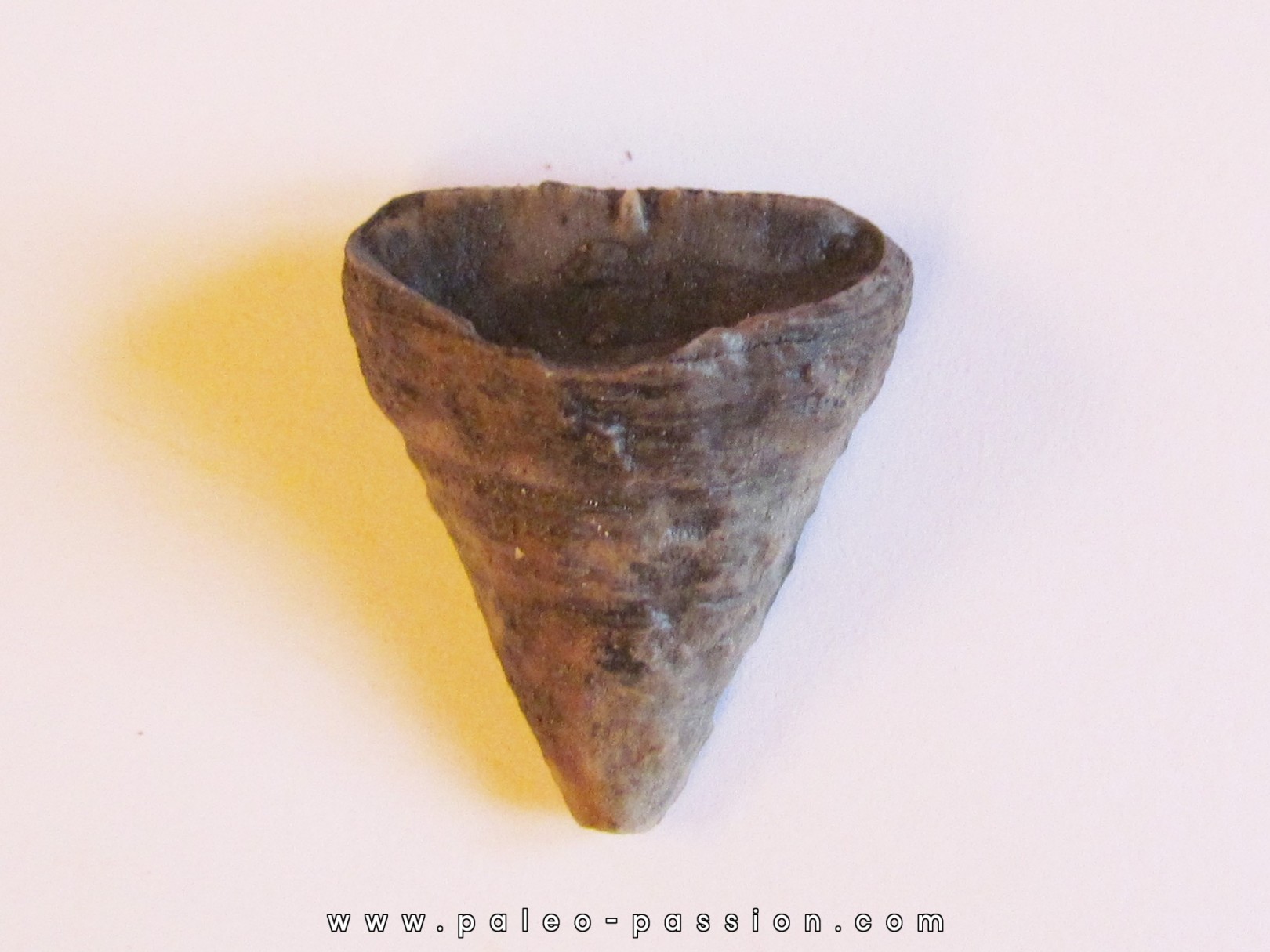 calceola sandalina(4) calceola sandalina(4)