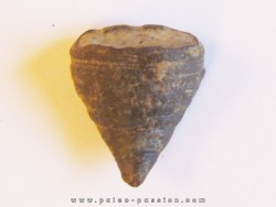 calceola sandalina(6)