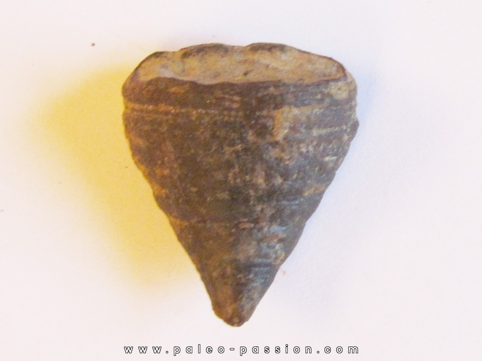 calceola sandalina (6) calceola sandalina (6)