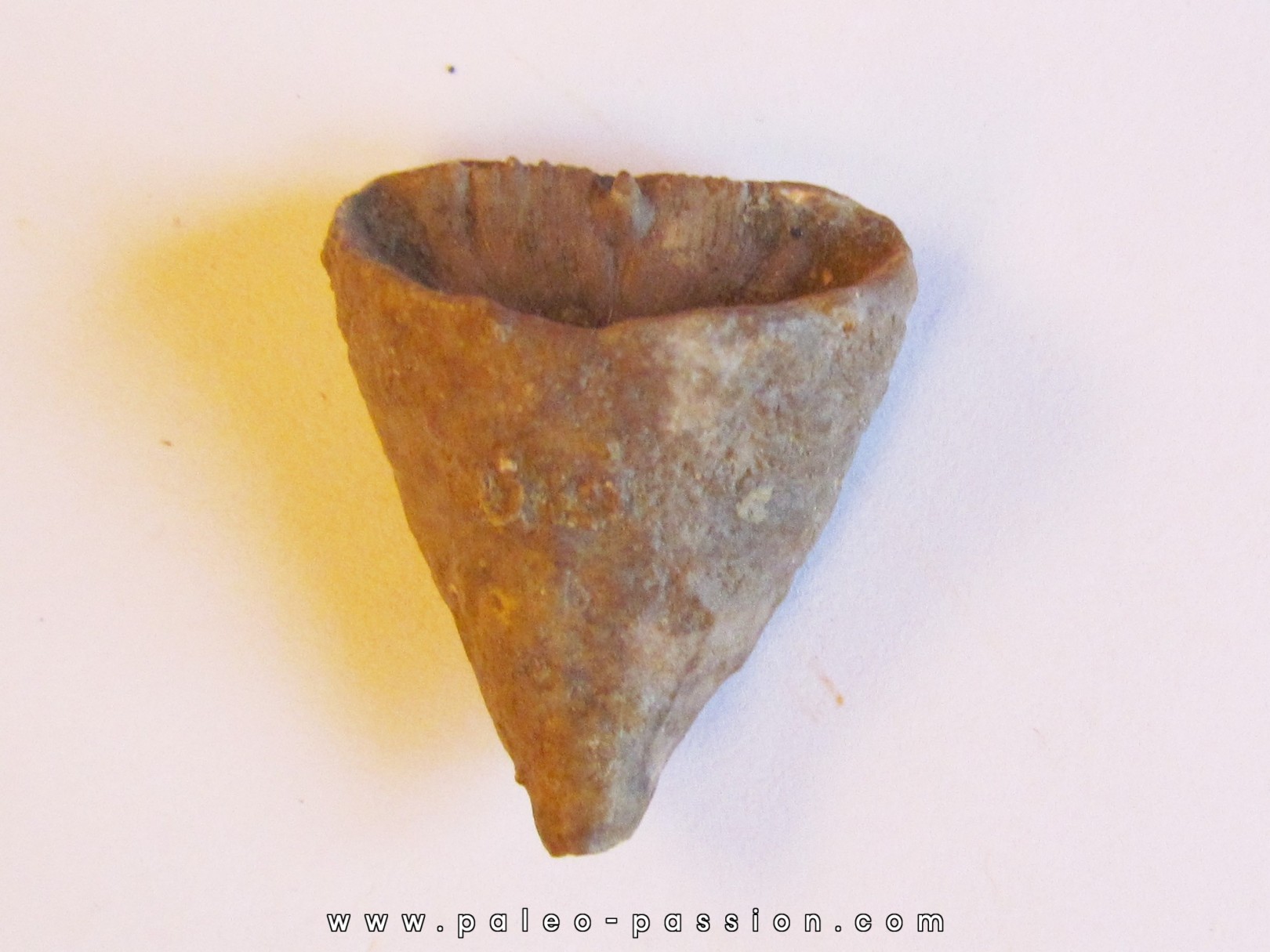 calceola sandalina(7) calceola sandalina(7)