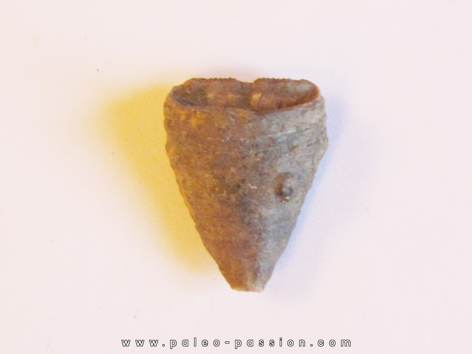 calceola sandalina (8) calceola sandalina (8)