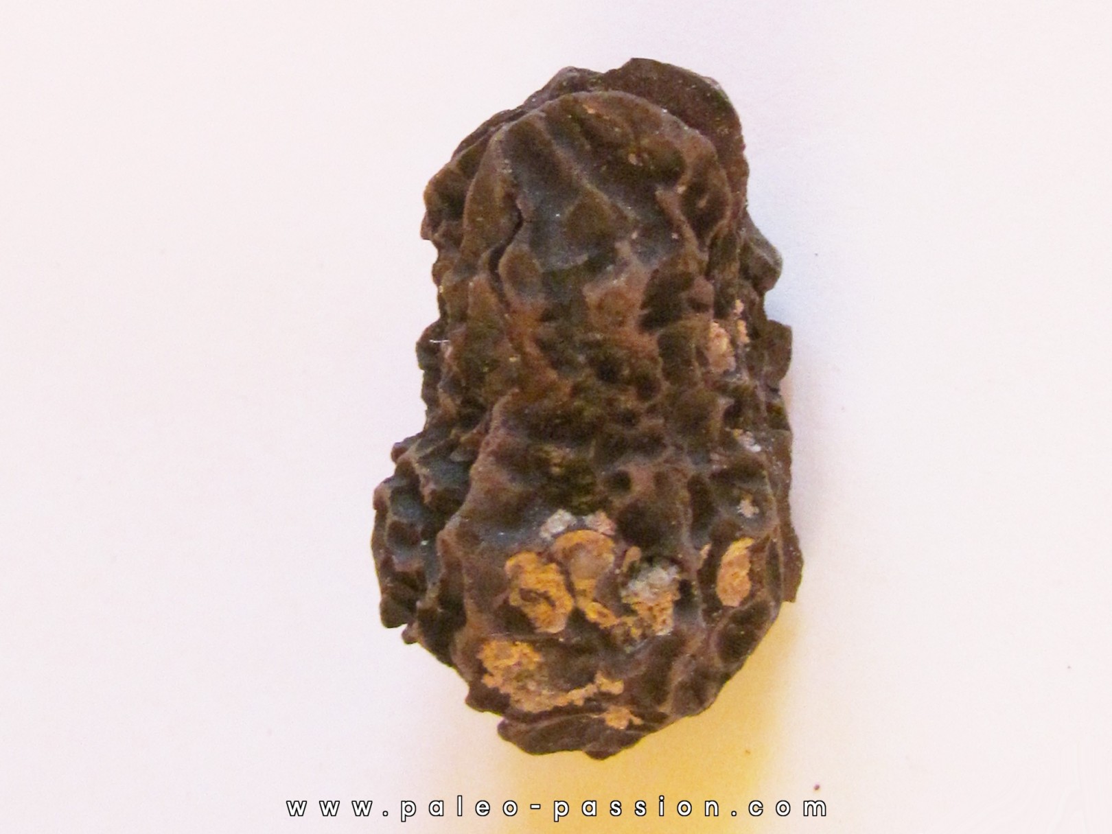 JUGLANS BERGOMENSIS (2) JUGLANS BERGOMENSIS (2)