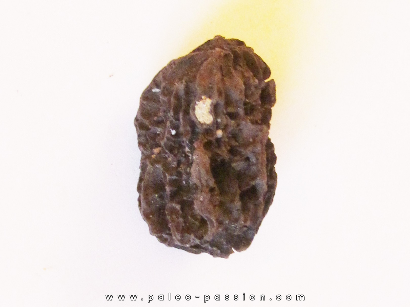 JUGLANS BERGOMENSIS (3) JUGLANS BERGOMENSIS (3)