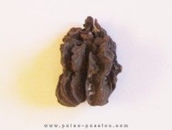 JUGLANS BERGOMENSIS (3)