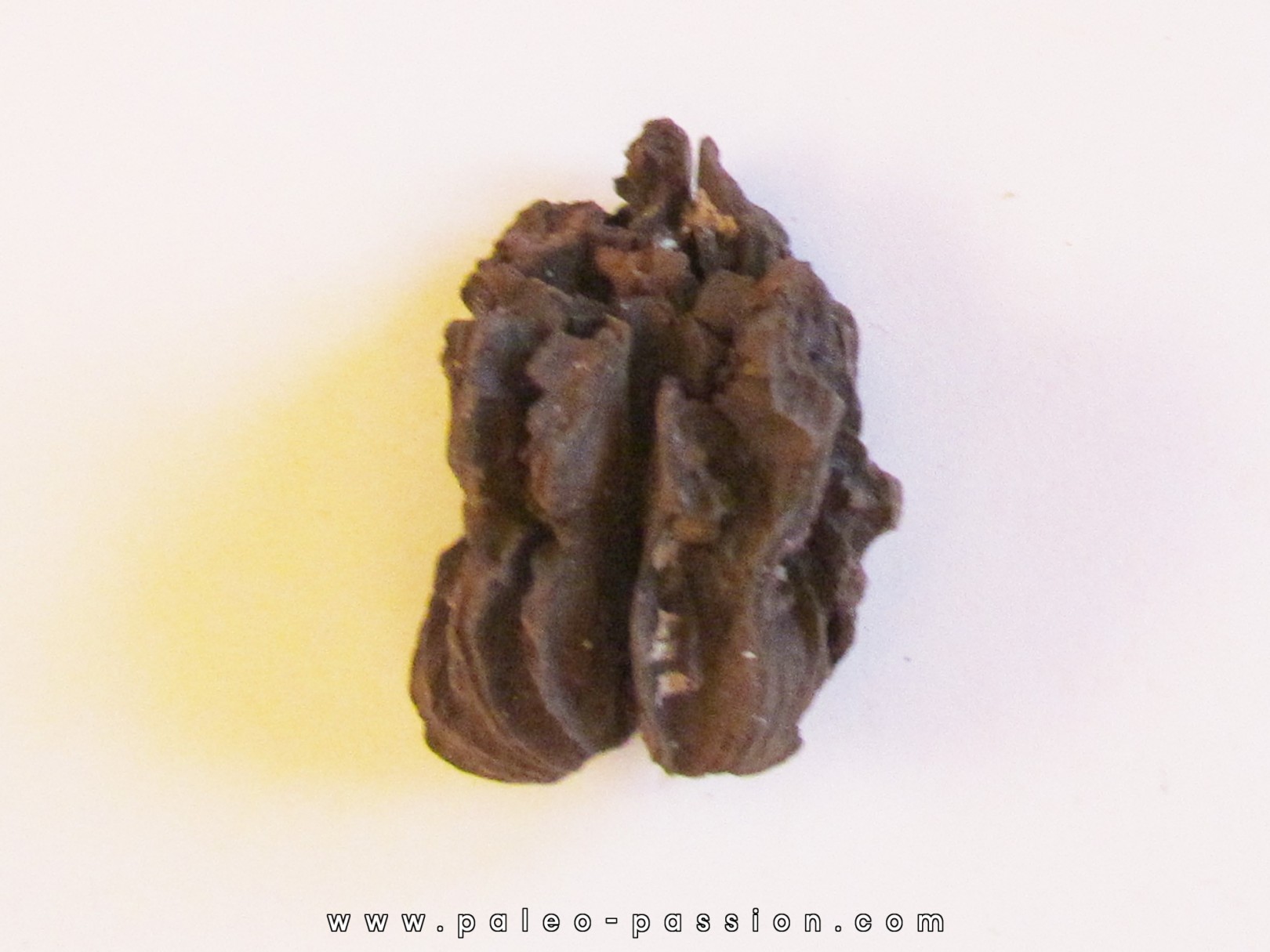 JUGLANS BERGOMENSIS (3)