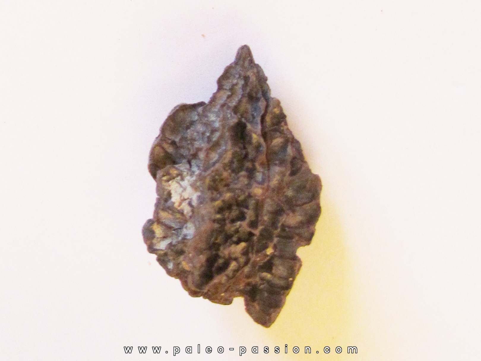 JUGLANS BERGOMENSIS (5) JUGLANS BERGOMENSIS (5)