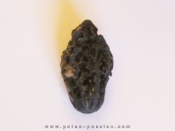 JUGLANS BERGOMENSIS (8)