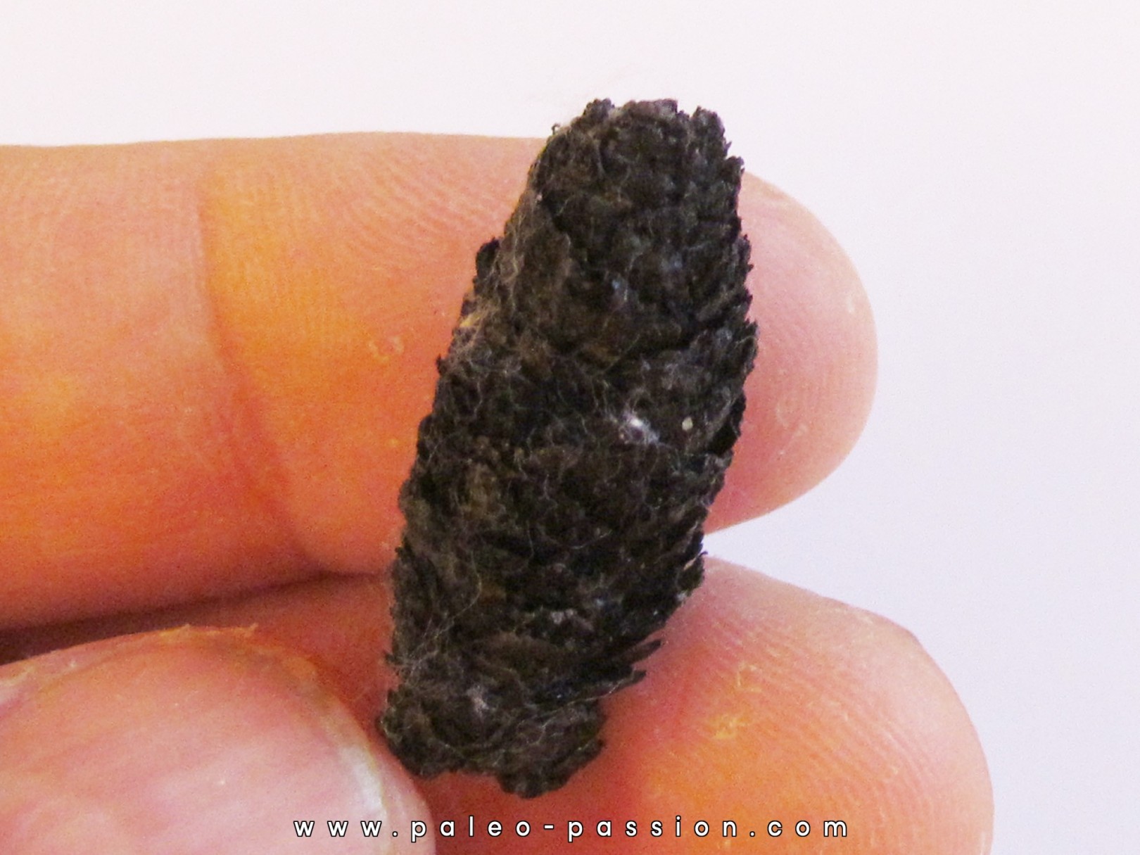 PINUS sp. (6) PINUS sp. (6)