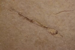 Cobitopsis acutus - Rupélien - Saint Saturnin - Auvergne - FRANCE