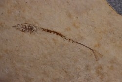 Cobitopsis acutus - Rupélien - Saint Saturnin - Auvergne - FRANCE