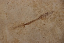 Cobitopsis acutus - Rupélien - Saint Saturnin - Auvergne - FRANCE