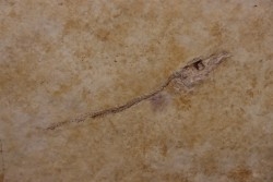 Cobitopsis acutus - Rupélien - Saint Saturnin - Auvergne - FRANCE