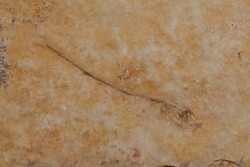 Cobitopsis acutus - Rupelian - Saint Saturnin - Auvergne - FRANCE